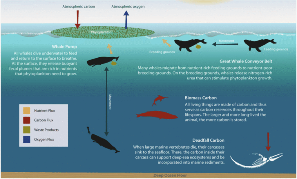 Coral reefs buffer coastlines from storms, saving infrastructure costs.