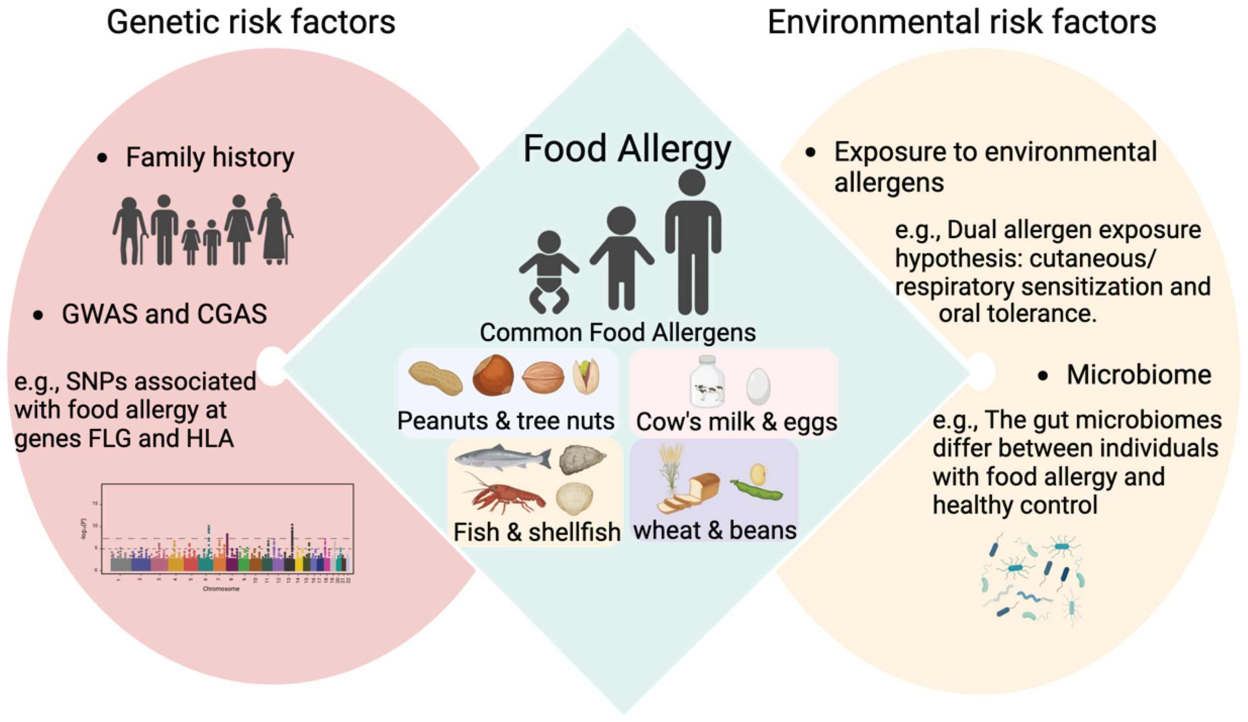 Effects of Food Allergies