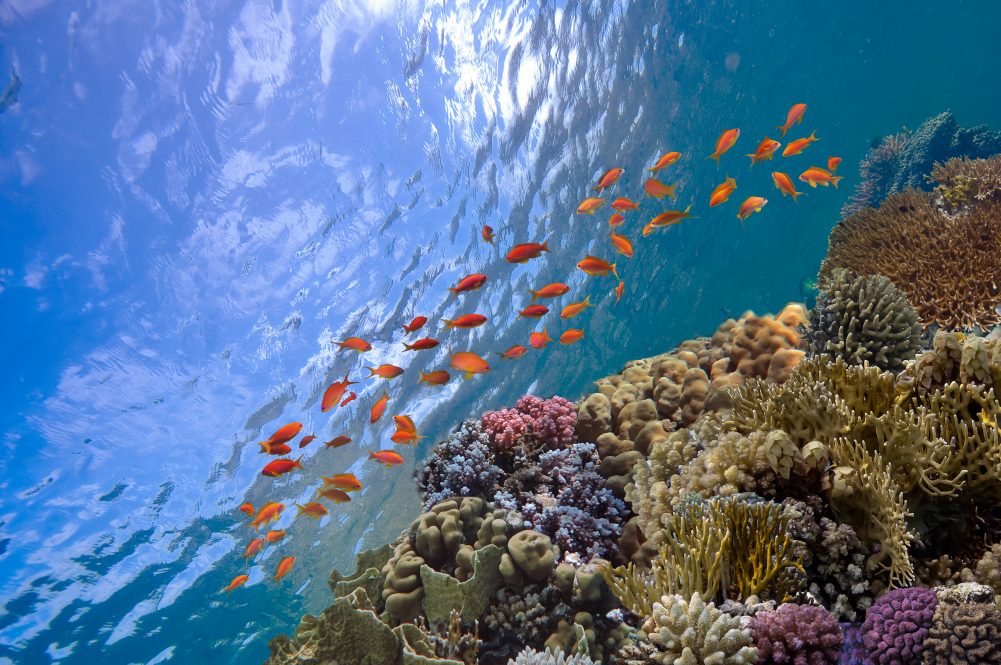 Marine Ecosystem
