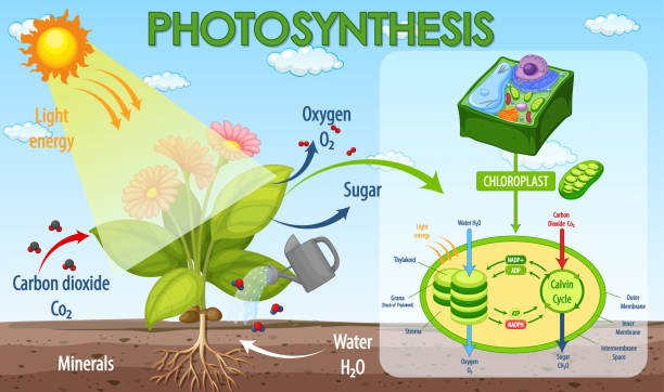Light Dependent Reactions: The Engine of Photosynthesis