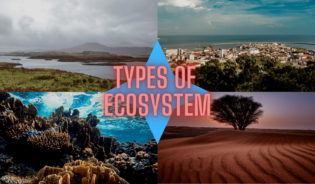Ecosystem and Types