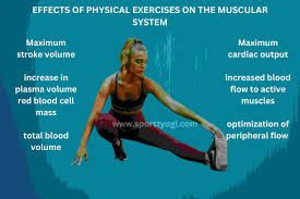 How Exercise Strengthens the Muscular System