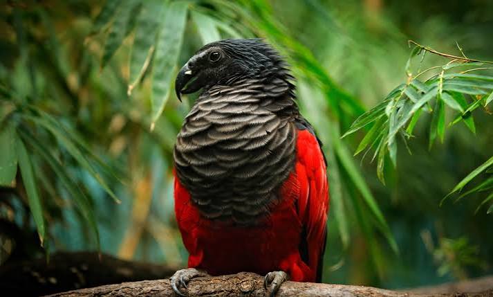 Dracula Parrot: Pesquet’s Parrot of New Guinea