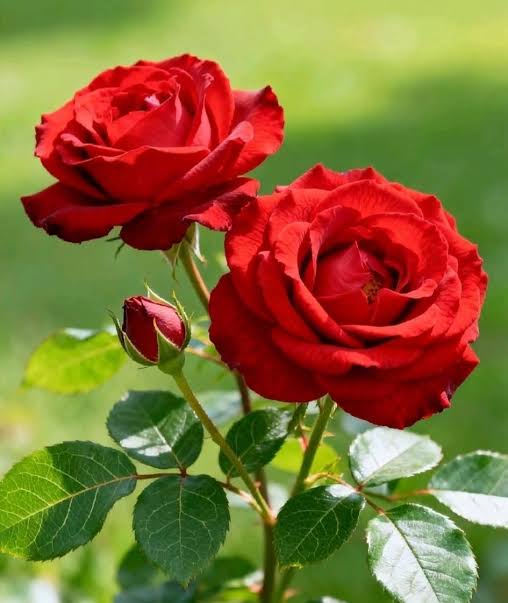 red rose flower